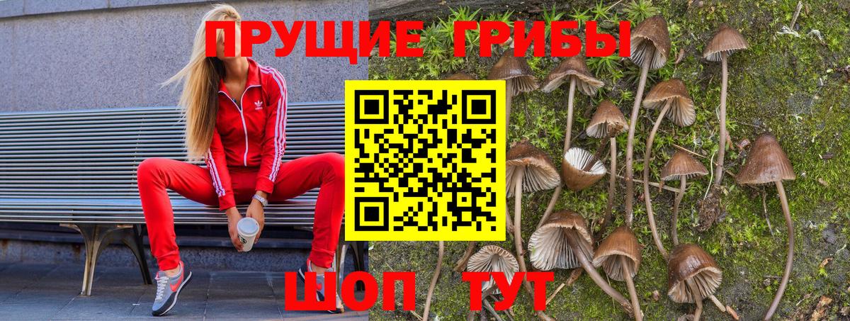 Галлюциногенные грибы Psilocybine cubensis  Вход с VPN  наркота  Кингисепп 